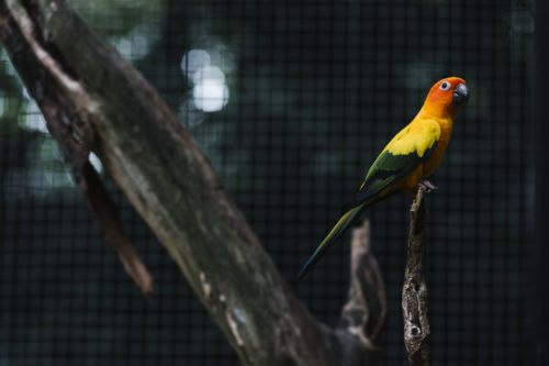 Imagem de Pássaros: curiosidades e os cuidados mais importantes