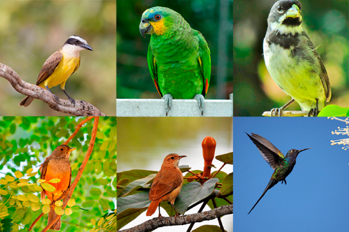 Pássaros brasileiros mais populares